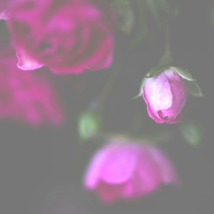 Healing and Coaching 1 to 1 Session